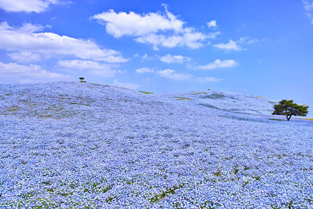 写真・旅行好きな人必見！春にオススメの絶景スポットをご紹介！【関東編】